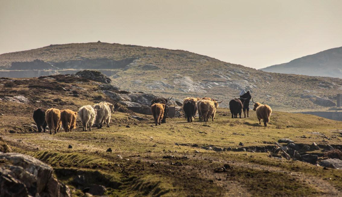 Isle of Barra Distillers