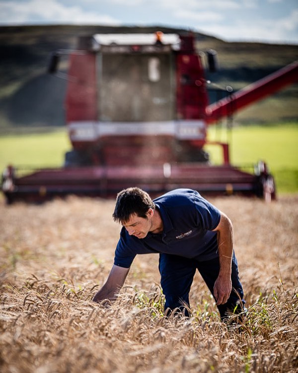 D’où viennent les goûts du scotch whisky ?